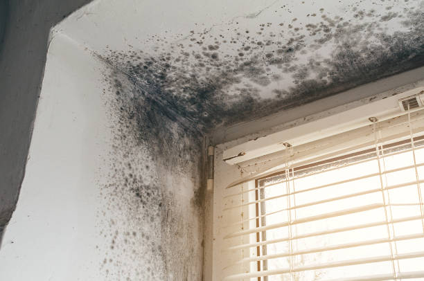 Affordable Basement Mold Removal solutions in Union City, GA