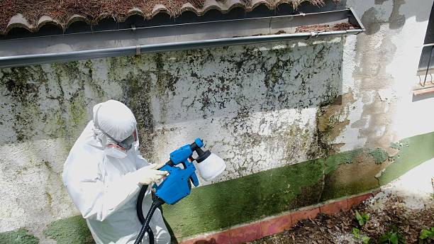 Top rated local Basement Mold Removal specialists in Union City, GA